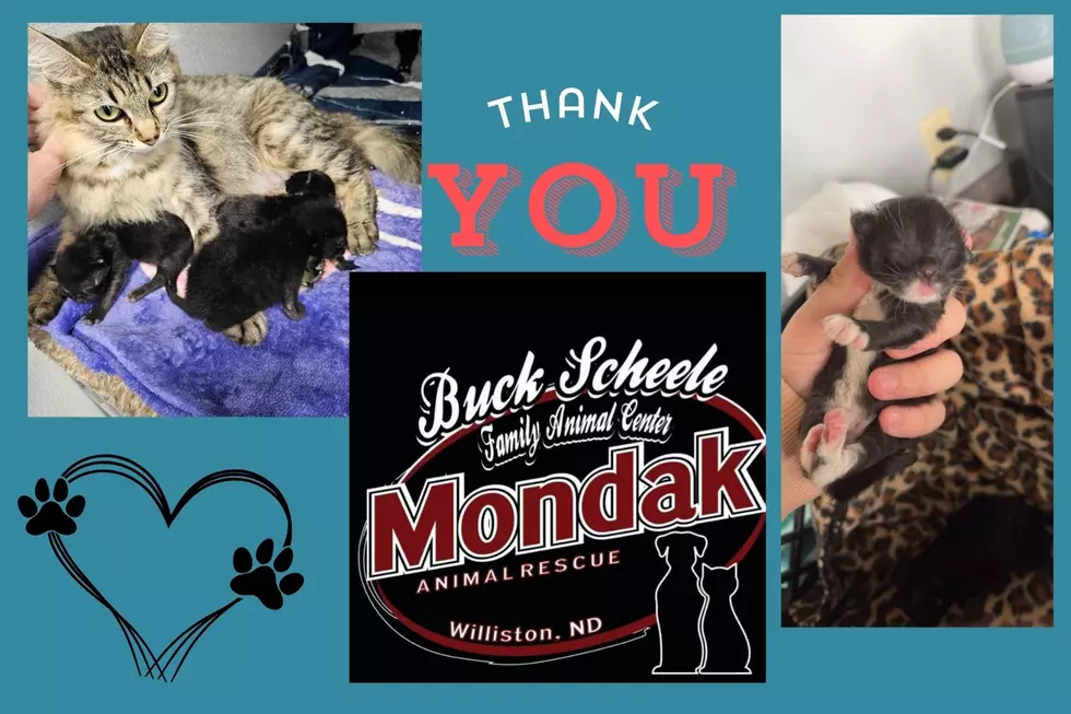 Local Mama Cat Saves Abandoned Kittens Left At Mondak Animal Rescue in Williston, ND